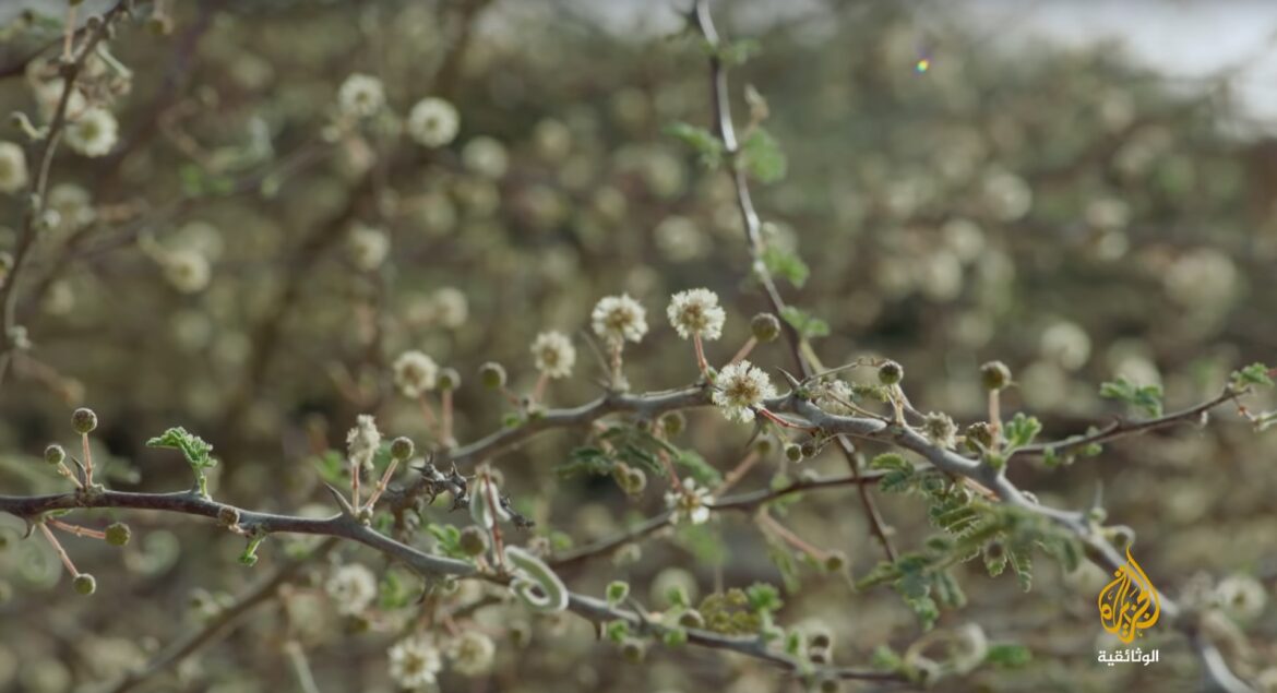 عشبة السمرا