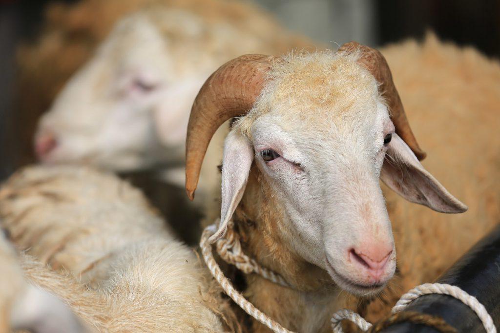 أسئلة عامة حول الأضحية والحج