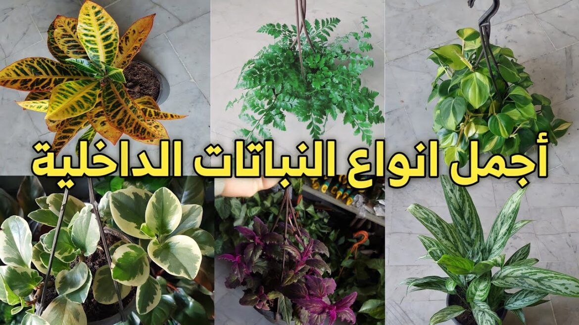 النباتات المنزلية الداخلية