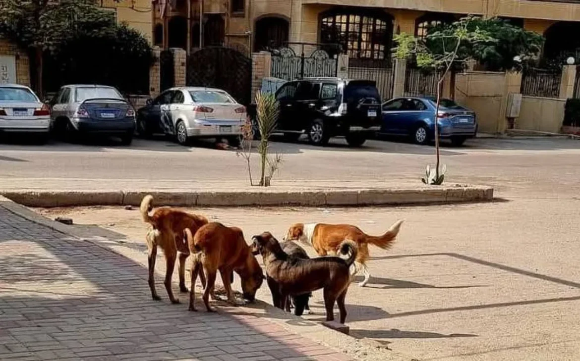 الكلاب الضالة في مصر